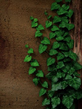 Natural green ivy leaves on old weathered rock wall background. Creative wallpaper, website backdrop for design and text sign. Natural vine colors decorative surface. Greenery silhouettes on a stone. clipart