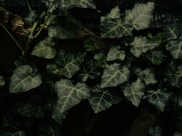 stock image Natural green ivy leaves on old weathered rock wall background. Creative wallpaper, website backdrop for design and text sign. Natural vine colors decorative surface. Greenery silhouettes on a stone.