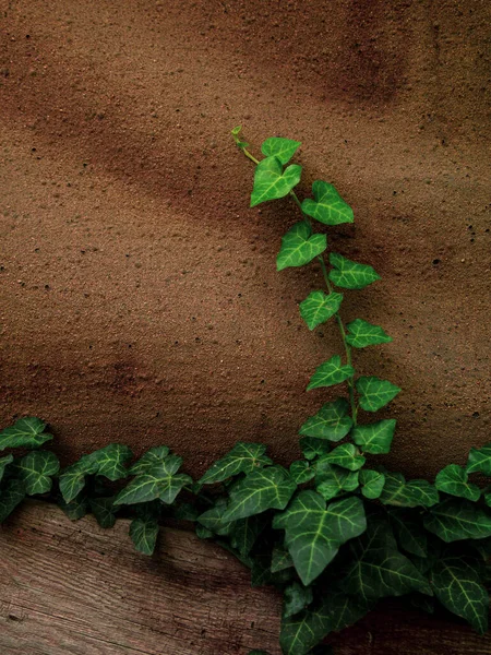 Eski Yıpranmış Kaya Duvar Zemininde Doğal Yeşil Sarmaşık Yaprakları Yaratıcı — Stok fotoğraf
