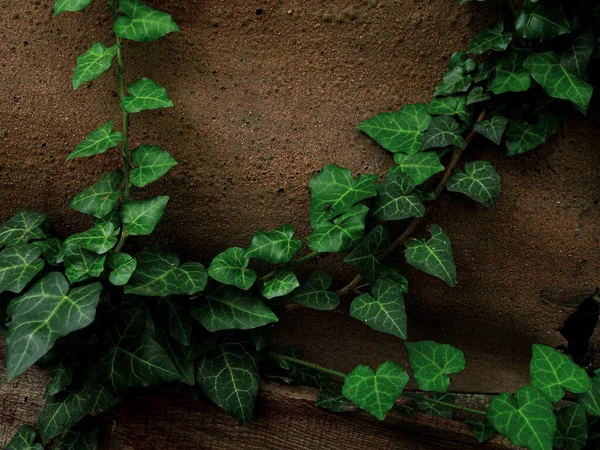 Естественно Зеленые Листья Плюща Старом Обветшалом Фоне Скальной Стены Креативные Лицензионные Стоковые Фото