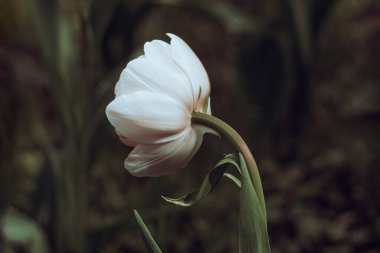 Hollanda laleleri yakın plan seçici odak bulanık arka plan. Bahar mevsiminde bahçede açan beyaz çiçekler. Çiçek açan yataklar duvar kağıtları modern karanlık ve kasvetli tonlama. İlkbahar ekran koruyucusu