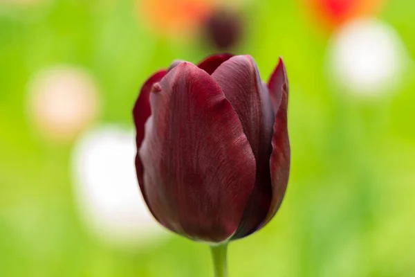 Pays Bas Tulipes Gros Plan Mise Point Sélective Fond Flou — Photo