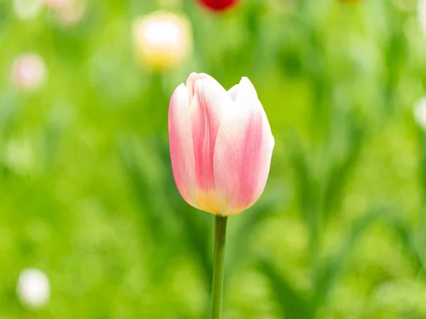 Голландские Тюльпаны Крупным Планом Размыли Фон Нежные Цветы Цветут Саду — стоковое фото