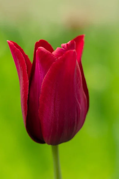 Nizozemsko Tulipány Zblízka Selektivní Zaměření Rozmazané Pozadí Jemné Květy Kvetou — Stock fotografie