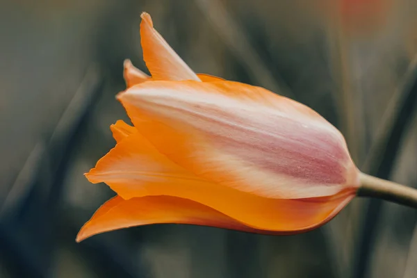 Países Bajos Tulipanes Primer Plano Enfoque Selectivo Borrosa Fondo Flores — Foto de Stock