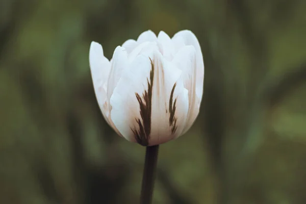 Ολλανδική Τουλίπες Γκρο Πλαν Επιλεκτική Εστίαση Θολή Φόντο Λευκά Λουλούδια — Φωτογραφία Αρχείου