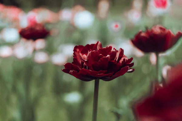 オランダのチューリップのクローズアップ選択的焦点は背景をぼかした 春には庭で花を咲かせます 開花花壇の壁紙現代の暗いと気分の良いトーン 春のスクリーンセーバー — ストック写真