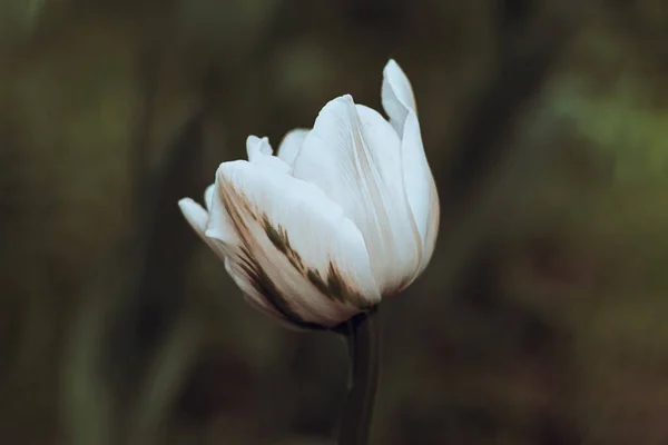 Ολλανδική Τουλίπες Γκρο Πλαν Επιλεκτική Εστίαση Θολή Φόντο Λευκά Λουλούδια — Φωτογραφία Αρχείου