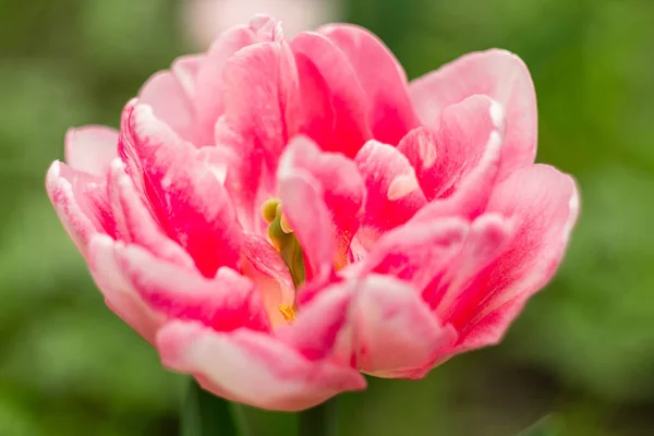 Niederlande Tulpen Nahaufnahme Selektiver Fokus Verschwommenen Hintergrund Zarte Blumen Blühen — Stockfoto