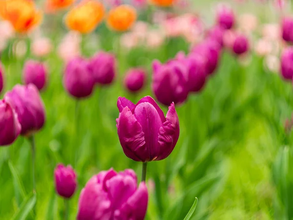 Голландские Тюльпаны Крупным Планом Размыли Фон Фиолетовые Цветы Цветут Саду — стоковое фото
