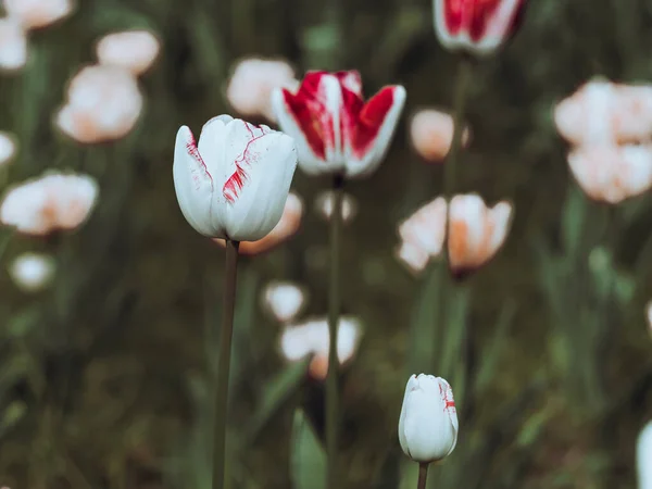 オランダのチューリップのクローズアップ選択的焦点は背景をぼかした 春に庭に白い花を咲かせます 開花花壇の壁紙現代の暗いと気分の良いトーン 春のスクリーンセーバー — ストック写真