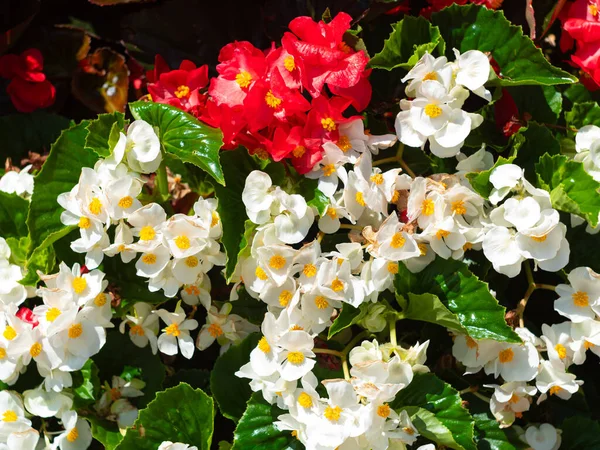 Flower Tower Everblooming Red White Begonia Flowers Cascade Planters City — Stock Photo, Image