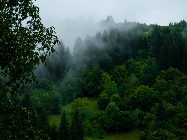 雾蒙蒙的喀尔巴阡山脉 多雾的清晨 在雨天 翠绿的冷杉林 平静的喀尔巴阡山山顶木墙纸风景旅行照片乌克兰 当地旅游业 — 图库照片