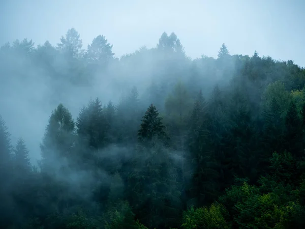Misty Carpathian Mountains Met Mist Landschap Mistige Ochtend Groene Dennenbos — Stockfoto