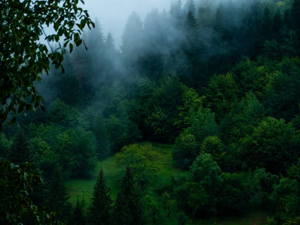 Туманные Карпаты Туманным Пейзажем Туманный Утренний Зеленый Еловый Лес Дождливый — стоковое фото