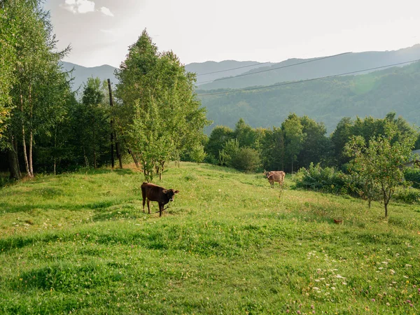 Village Zakarpattya Region Cow Pasture Domestic Animals Authentic Wooden Houses — Stock Photo, Image