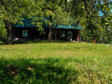 Ukrayna, Avrupa 'daki Karpat Dağları' ndaki eski otantik ahşap ev. Manzaralı yeşil elma ağacı güneşli bir gün. Çevresel turizm ormanı Cottagecore Zakarpattya bölgesini geziyor.