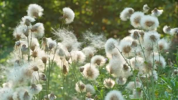 White Fluffy Wild Flowers Similar Dandelions Field Milk Thistle Swaying — Stock Video