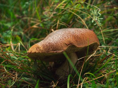 Sonbahar ormanında Kızıl Çatırdayan Bolete. Küçük mantarlar kapağında çatlaklar, tüplerde kızlık zarının gözenekleri. Xerocomellus Chrysenteron 'un sapı, yenebilir ama istenmeyen bir renge sahiptir.