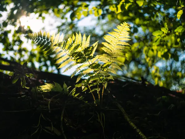 暗い夏のジャングルで成長する緑色のフェルンは 色鮮やかなサンビームが葉を破ります テクスチャードエメラルドカラー植物植物 野生の自然の中で森で育つ日光のポリポディアールの劇的な見方 — ストック写真