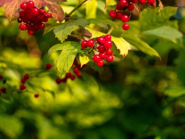 Viburnum opulus Guelder gülü. Avrupa, Ukrayna 'daki Karpat Dağları ormanlarında sağlıklı kırmızı meyveler yetişiyor. Bağışıklık sistemi öksürük, soğuk algınlığı, tüberküloz ve romatik ağrılara karşı tedaviyi hızlandırıyor..