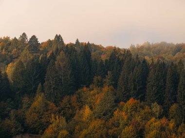 Karpat Dağları 'nın puslu ve sisli manzarası. Transcarpathia bölgesindeki Foggy Spruce çam ağaçları orman manzaralı Ukrayna, Avrupa. Sonbahar kırsal Eko Yerel Turizm Eğlence Faaliyetleri