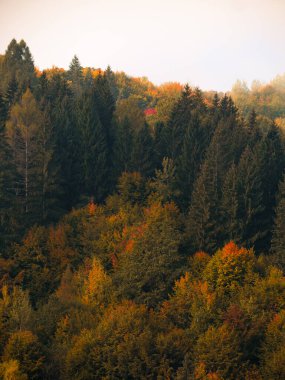 Karpat Dağları 'nın puslu ve sisli manzarası. Transcarpathia bölgesindeki Foggy Spruce çam ağaçları orman manzaralı Ukrayna, Avrupa. Sonbahar kırsal Eko Yerel Turizm Eğlence Faaliyetleri