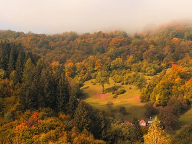 Karpat Dağları 'nın puslu ve sisli manzarası. Transcarpathia bölgesindeki Foggy Spruce çam ağaçları orman manzaralı Ukrayna, Avrupa. Sonbahar kırsal Eko Yerel Turizm Eğlence Faaliyetleri