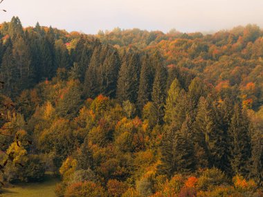 Karpat Dağları 'nın puslu ve sisli manzarası. Transcarpathia bölgesindeki Foggy Spruce çam ağaçları orman manzaralı Ukrayna, Avrupa. Sonbahar kırsal Eko Yerel Turizm Eğlence Faaliyetleri