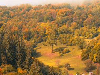 Karpat Dağları 'nın puslu ve sisli manzarası. Transcarpathia bölgesindeki Foggy Spruce çam ağaçları orman manzaralı Ukrayna, Avrupa. Sonbahar kırsal Eko Yerel Turizm Eğlence Faaliyetleri