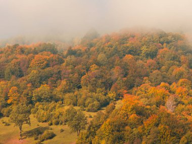 Karpat Dağları 'nın puslu ve sisli manzarası. Transcarpathia bölgesindeki Foggy Spruce çam ağaçları orman manzaralı Ukrayna, Avrupa. Sonbahar kırsal Eko Yerel Turizm Eğlence Faaliyetleri