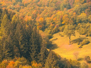 Karpat Dağları 'nın puslu ve sisli manzarası. Transcarpathia bölgesindeki Foggy Spruce çam ağaçları orman manzaralı Ukrayna, Avrupa. Sonbahar kırsal Eko Yerel Turizm Eğlence Faaliyetleri