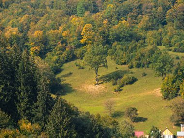 Karpat Dağları 'nın puslu ve sisli manzarası. Transcarpathia bölgesindeki Foggy Spruce çam ağaçları orman manzaralı Ukrayna, Avrupa. Sonbahar kırsal Eko Yerel Turizm Eğlence Faaliyetleri