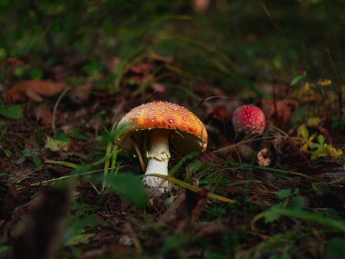 Amanita muscari psikoaktif mantar. Uçan agarik kırmızı başlı halüsinojenik zehirli mantar. Sonbahar ormanında beyaz noktalar. Mantar çekirdekli viral trend. Mantar toplama mevsimi Zehirli tehlikeli toksin