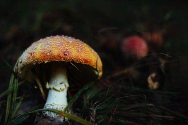 Amanita muscari psikoaktif mantar. Uçan agarik kırmızı başlı halüsinojenik zehirli mantar. Sonbahar ormanında beyaz noktalar. Mantar çekirdekli viral trend. Mantar toplama mevsimi Zehirli tehlikeli toksin