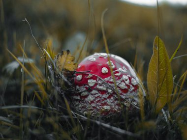 Amanita muscari psikoaktif mantar. Uçan agarik kırmızı başlı halüsinojenik zehirli mantar. Sonbahar ormanında beyaz noktalar. Mantar çekirdekli viral trend. Mantar toplama mevsimi Zehirli tehlikeli toksin