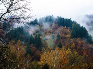 Karpat Dağları 'nın puslu ve sisli manzarası. Transcarpathia bölgesindeki Foggy Spruce çam ağaçları orman manzaralı Ukrayna, Avrupa. Sonbahar kırsal Eko Yerel Turizm Eğlence Faaliyetleri