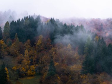 Karpat Dağları 'nın puslu ve sisli manzarası. Transcarpathia bölgesindeki Foggy Spruce çam ağaçları orman manzaralı Ukrayna, Avrupa. Sonbahar kırsal Eko Yerel Turizm Eğlence Faaliyetleri