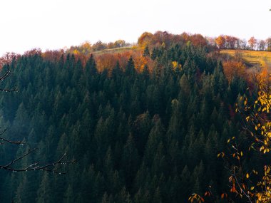 Karpat Dağları 'nın puslu ve sisli manzarası. Transcarpathia bölgesindeki Foggy Spruce çam ağaçları orman manzaralı Ukrayna, Avrupa. Sonbahar kırsal Eko Yerel Turizm Eğlence Faaliyetleri