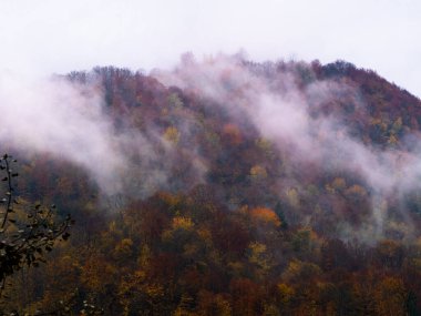 Karpat Dağları 'nın puslu ve sisli manzarası. Transcarpathia bölgesindeki Foggy Spruce çam ağaçları orman manzaralı Ukrayna, Avrupa. Sonbahar kırsal Eko Yerel Turizm Eğlence Faaliyetleri