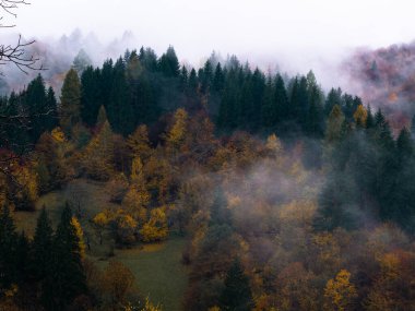 Karpat Dağları 'nın puslu ve sisli manzarası. Transcarpathia bölgesindeki Foggy Spruce çam ağaçları orman manzaralı Ukrayna, Avrupa. Sonbahar kırsal Eko Yerel Turizm Eğlence Faaliyetleri