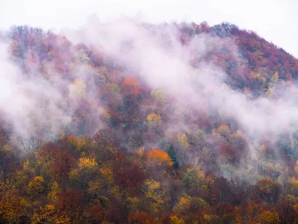 Karpat Dağları 'nın puslu ve sisli manzarası. Transcarpathia bölgesindeki Foggy Spruce çam ağaçları orman manzaralı Ukrayna, Avrupa. Sonbahar kırsal Eko Yerel Turizm Eğlence Faaliyetleri