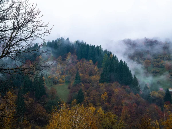 Karpat Dağları 'nın puslu ve sisli manzarası. Transcarpathia bölgesindeki Foggy Spruce çam ağaçları orman manzaralı Ukrayna, Avrupa. Sonbahar kırsal Eko Yerel Turizm Eğlence Faaliyetleri