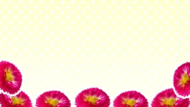 Fondo Floral Rosa Margarita Flor Stop Motion Lunares Bucle Abstracto — Vídeo de stock