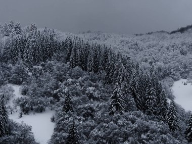 Beyaz karla kaplı ladin ormanı Puslu kış Karpat Dağları manzaralı. Karpatlar 'da sisli karlı çam ağaçları. Transcarpathia Ukrayna 'daki Manzaralı Ahşap Köy