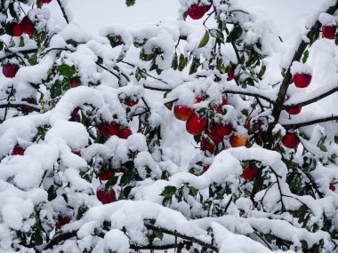 Karpatya Dağları, Ukrayna, Avrupa 'da kar yağdıktan sonra bahçede kırmızı elma ve ağaç dalları karla kaplandı. Transcarpathia bölgesindeki köy. Yerel gıda çiftçiliği.