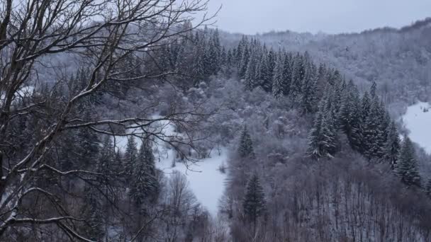 Las Świerkowy Pokryty Białym Śniegiem Mglista Zima Góry Karpackie Widok — Wideo stockowe