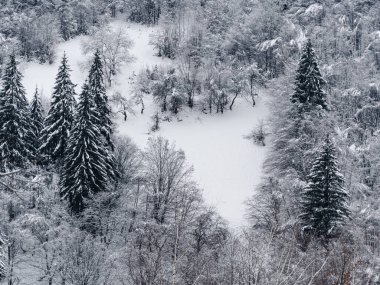 Beyaz karla kaplı ladin ormanı Puslu kış Karpat Dağları manzaralı. Karpatlar 'da sisli karlı çam ağaçları. Transcarpathia Ukrayna 'daki Manzaralı Ahşap Köy