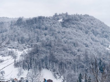 Beyaz karla kaplı ladin ormanı Puslu kış Karpat Dağları manzaralı. Karpatlar 'da sisli karlı çam ağaçları. Transcarpathia Ukrayna 'daki Manzaralı Ahşap Köy