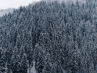 Beyaz karla kaplı ladin ormanı Puslu kış Karpat Dağları manzaralı. Karpatlar 'da sisli karlı çam ağaçları. Transcarpathia Ukrayna 'daki Manzaralı Ahşap Köy